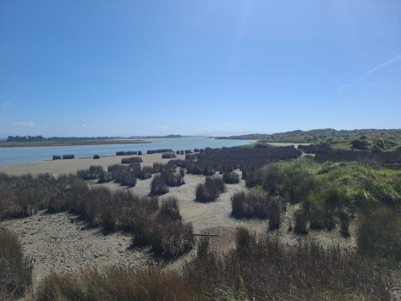 Water, sand and coastal vegetation at Waikuku beneath a blue sky